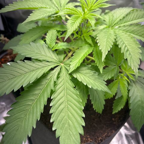 Über-Chocolate  growlog timeline photo