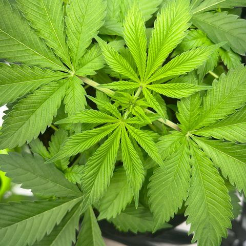 Über-Chocolate  growlog timeline photo