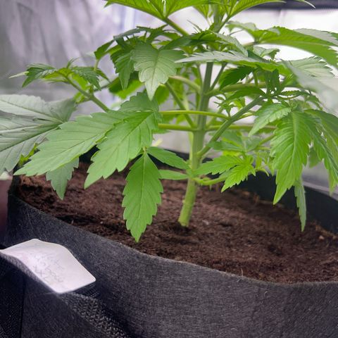 Über-Chocolate  growlog timeline photo