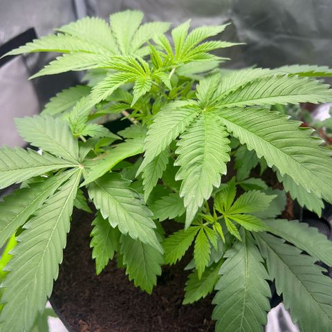 Über-Chocolate  growlog timeline photo