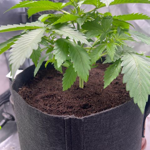 Über-Chocolate  growlog timeline photo
