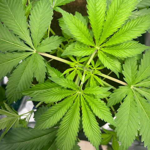 Über-Chocolate  growlog timeline photo