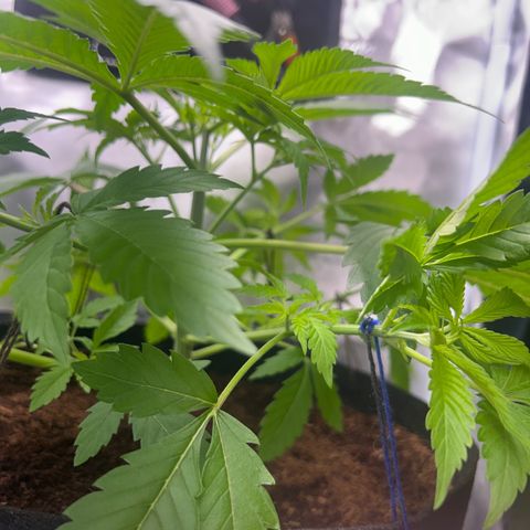 Über-Chocolate  growlog timeline photo