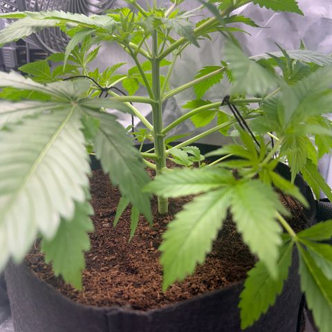 Über-Chocolate  growlog timeline photo
