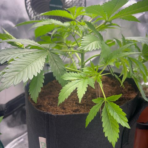 Über-Chocolate  growlog timeline photo