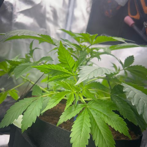 Über-Chocolate  growlog timeline photo