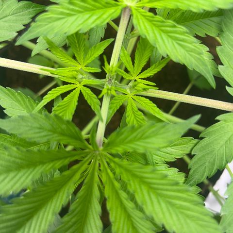 Über-Chocolate  growlog timeline photo