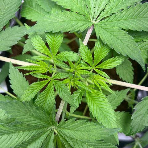 Über-Chocolate  growlog timeline photo