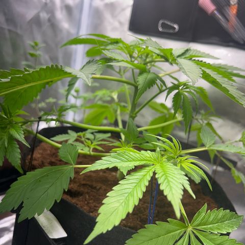 Über-Chocolate  growlog timeline photo