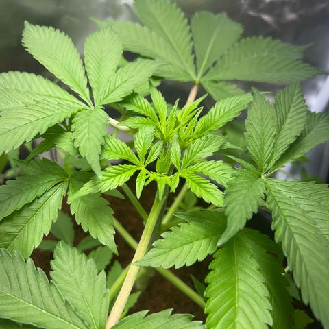 Über-Chocolate  growlog timeline photo