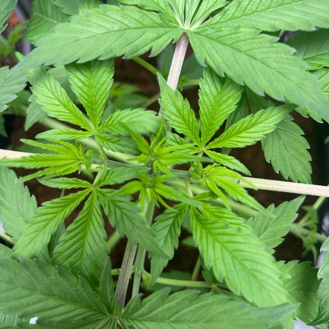 Über-Chocolate  growlog timeline photo