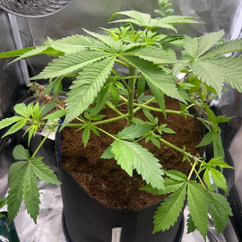 Über-Chocolate  growlog timeline photo
