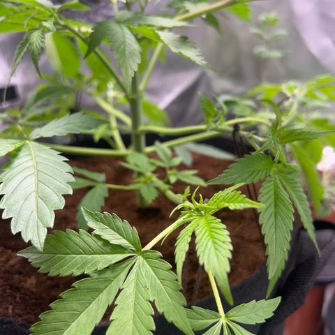 Über-Chocolate  growlog timeline photo