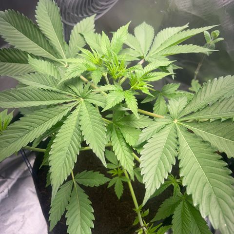 Über-Chocolate  growlog timeline photo
