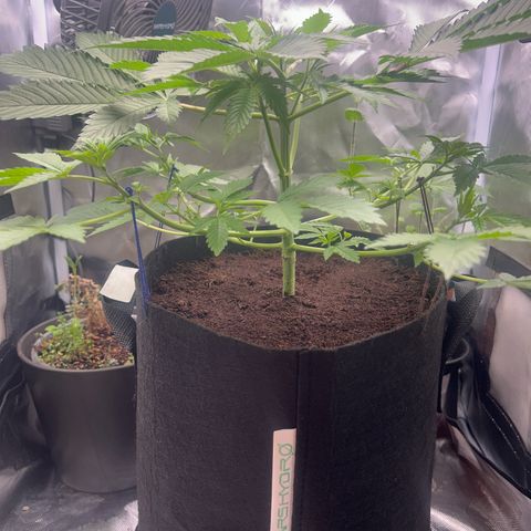 Über-Chocolate  growlog timeline photo