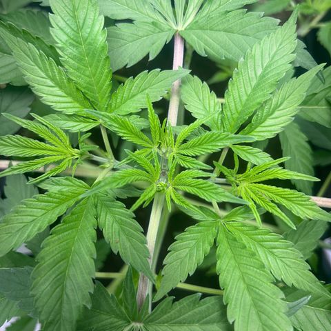 Über-Chocolate  growlog timeline photo