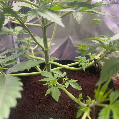Über-Chocolate  growlog timeline photo