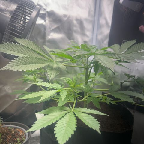 Über-Chocolate  growlog timeline photo