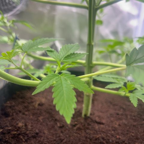 Über-Chocolate  growlog timeline photo