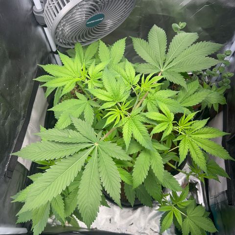 Über-Chocolate  growlog timeline photo