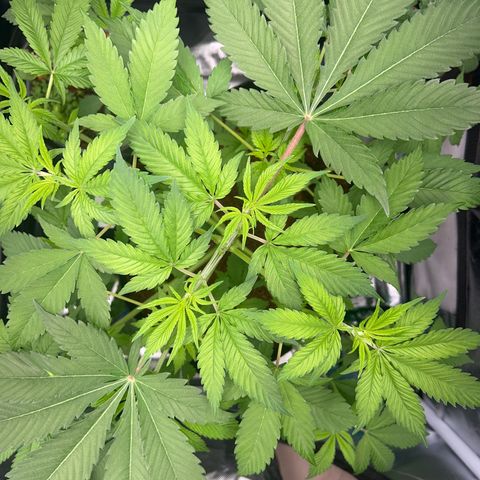 Über-Chocolate  growlog timeline photo