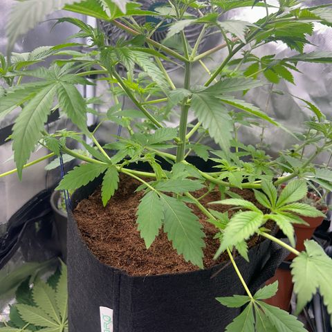 Über-Chocolate  growlog timeline photo