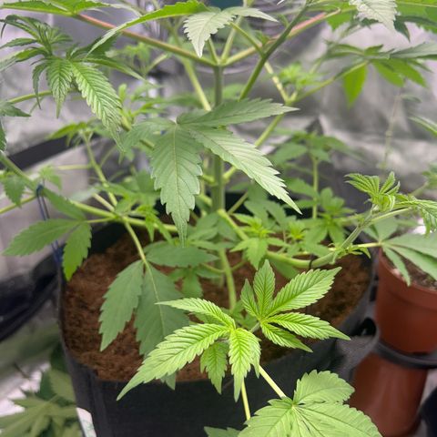 Über-Chocolate  growlog timeline photo