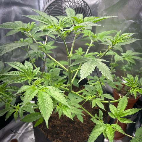 Über-Chocolate  growlog timeline photo