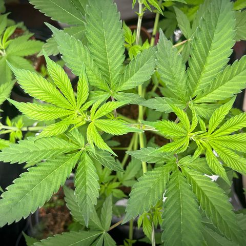 Über-Chocolate  growlog timeline photo