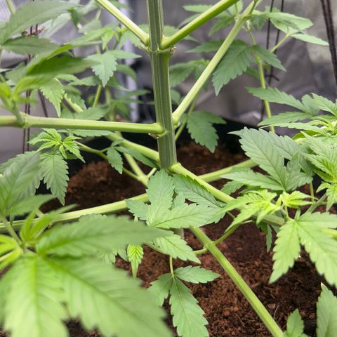 Über-Chocolate  growlog timeline photo