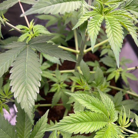 Über-Chocolate  growlog timeline photo