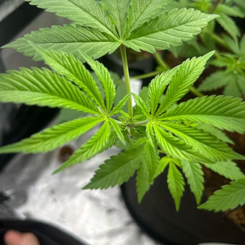 Über-Chocolate  growlog timeline photo
