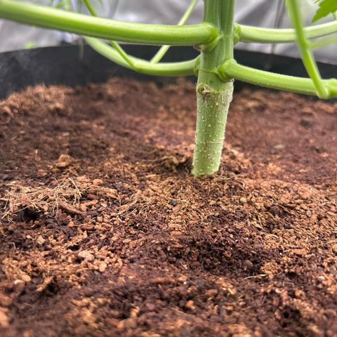 Über-Chocolate  growlog timeline photo