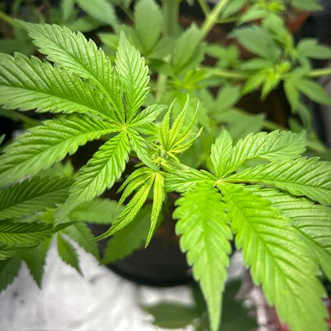 Über-Chocolate  growlog timeline photo