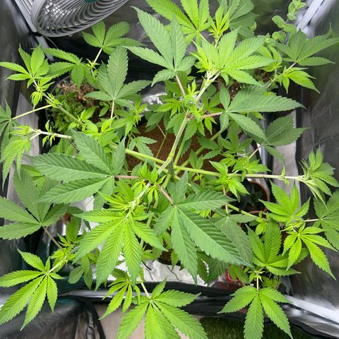 Über-Chocolate  growlog timeline photo
