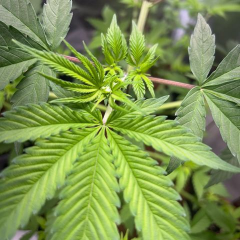 Über-Chocolate  growlog timeline photo