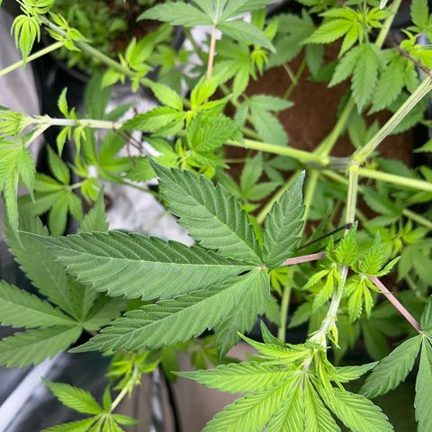 Über-Chocolate  growlog timeline photo