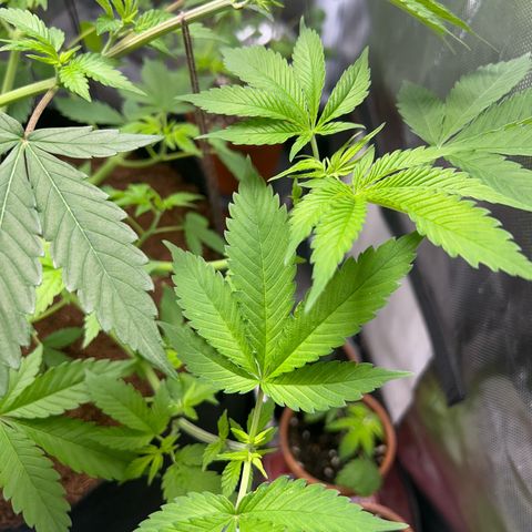 Über-Chocolate  growlog timeline photo
