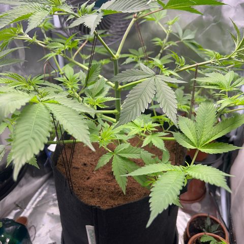 Über-Chocolate  growlog timeline photo