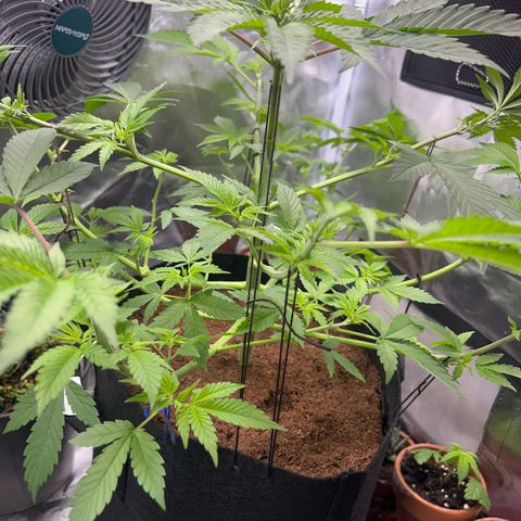 Über-Chocolate  growlog timeline photo