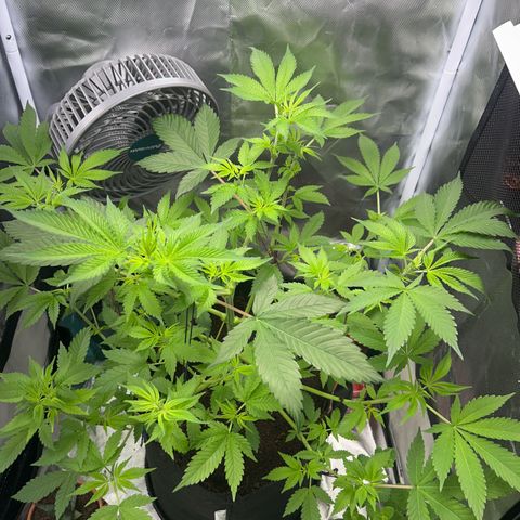 Über-Chocolate  growlog timeline photo