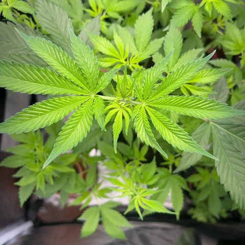 Über-Chocolate  growlog timeline photo