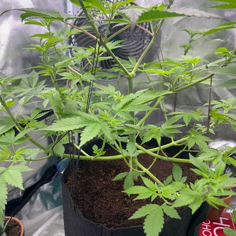 Über-Chocolate  growlog timeline photo