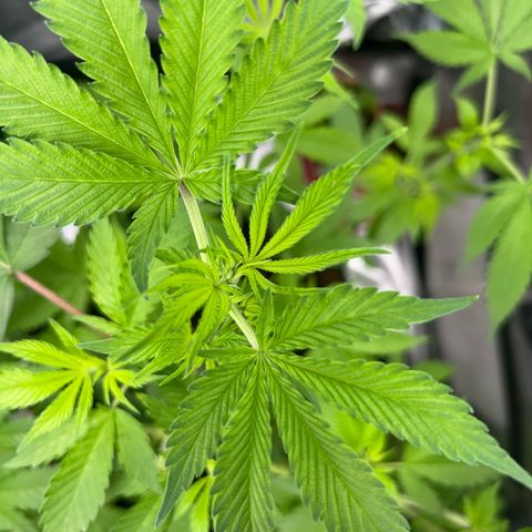 Über-Chocolate  growlog timeline photo