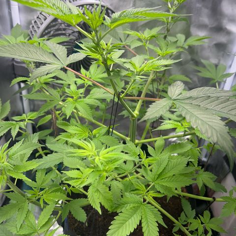 Über-Chocolate  growlog timeline photo