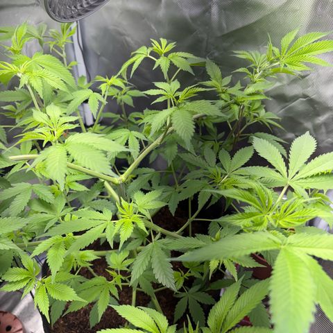 Über-Chocolate  growlog timeline photo