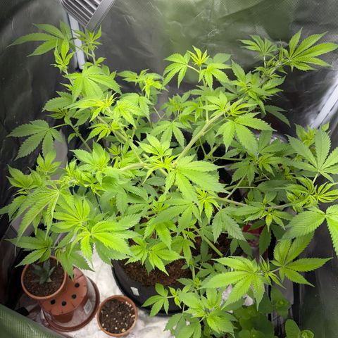 Über-Chocolate  growlog timeline photo