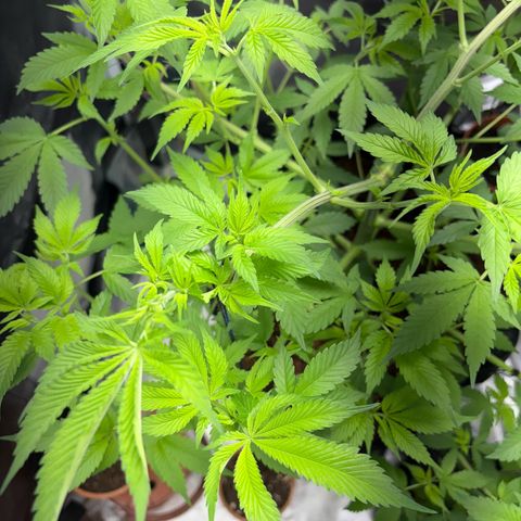 Über-Chocolate  growlog timeline photo