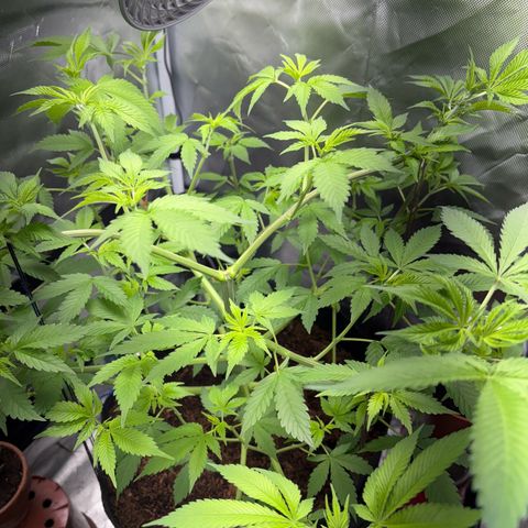 Über-Chocolate  growlog timeline photo