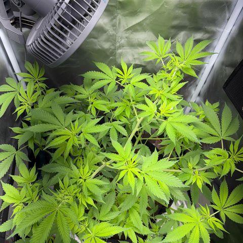 Über-Chocolate  growlog timeline photo